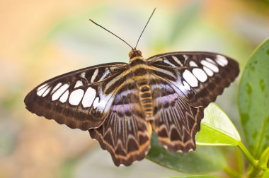 Mavi clipper parthenos sylvia lilacinus