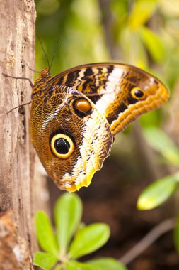 Butterfy Closeup Caligo eurilochus