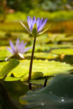 Nymphaea caerulea