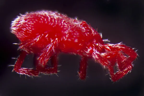 Microphotography Nymph Trombidium Holosericeum — Stock Photo, Image