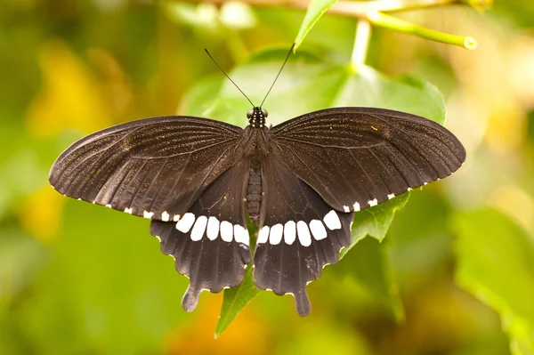 Papilio polytes — Foto Stock