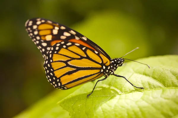 Danaus plexippus — стокове фото