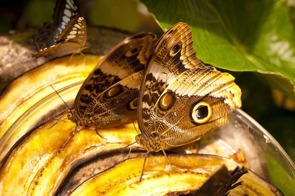 Butterfy Vértes Caligo Eurilochus — Stock Fotó