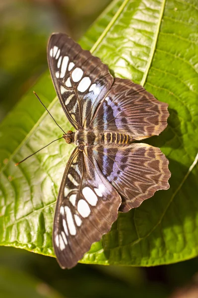 Clipper azul Parthenos sylvia lilacinus — Foto de Stock