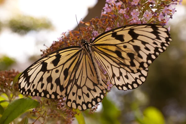 Butterfly Closeup Idea Leuconoe — Stock Photo, Image