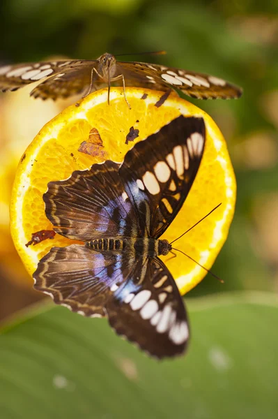 Blue Clipper Parthenos Sylvia Lilacinus — Stock Photo, Image