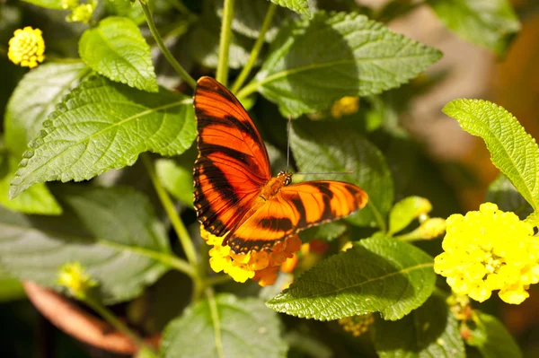 Narancssárga tigris dryadula phaetusa — Stock Fotó