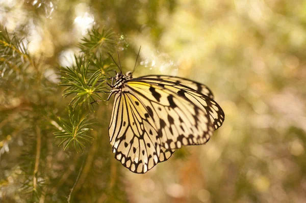 Papillons Closeup Idea Leuconoe — Photo