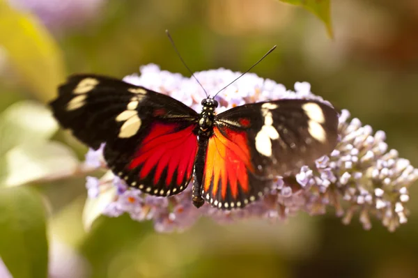 Heliconius ドリス — ストック写真