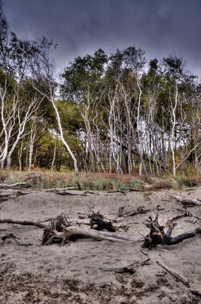 Kustlandskap Östersjön Darss Tyskland Hdr — Stockfoto