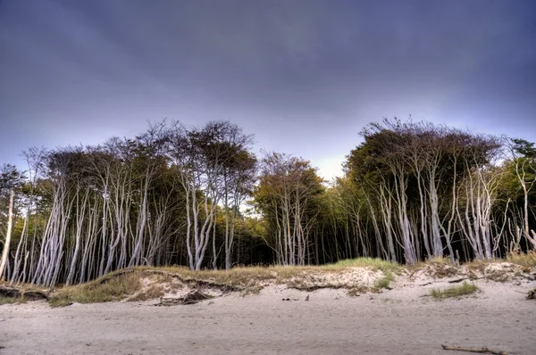 Coastal Landscape of the Baltic Sea — Stock Photo, Image