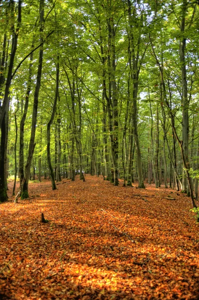 Im Wald von Darß — Stockfoto