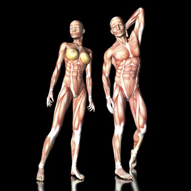 İnsan Anatomisi
