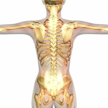 İnsan Anatomisi