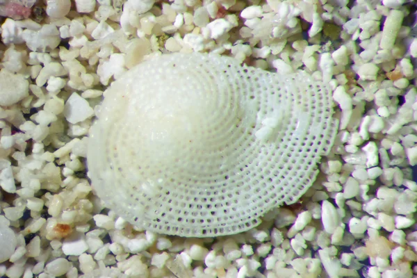 Microfotografia de grãos de areia — Fotografia de Stock
