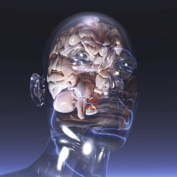 Cerebro humano — Foto de Stock