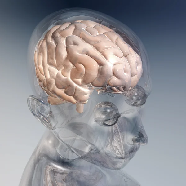 Cerebro humano — Foto de Stock