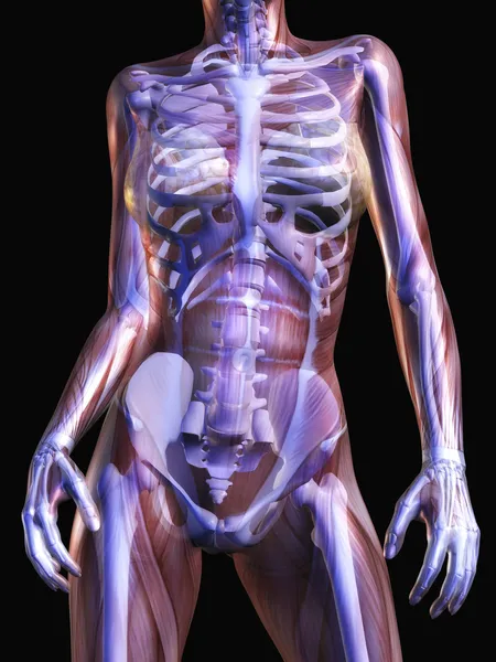 Lidská anatomie — Stock fotografie