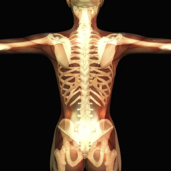 Human Anatomy — Stock Image Human Anatomy Stock Photo