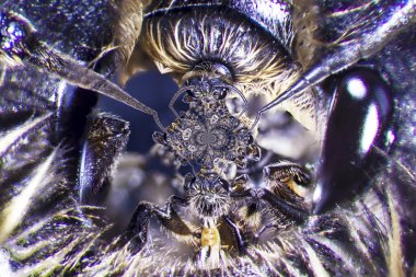 microphoto arı