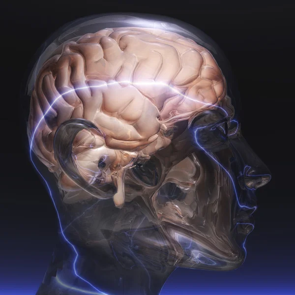 Human Brain — Stock Photo, Image