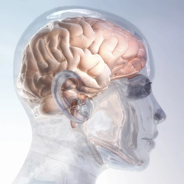 Cerebro humano — Foto de Stock