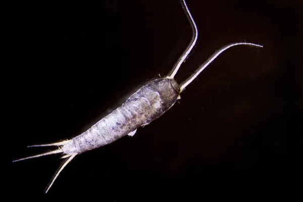 Silverfish — Stock Photo, Image