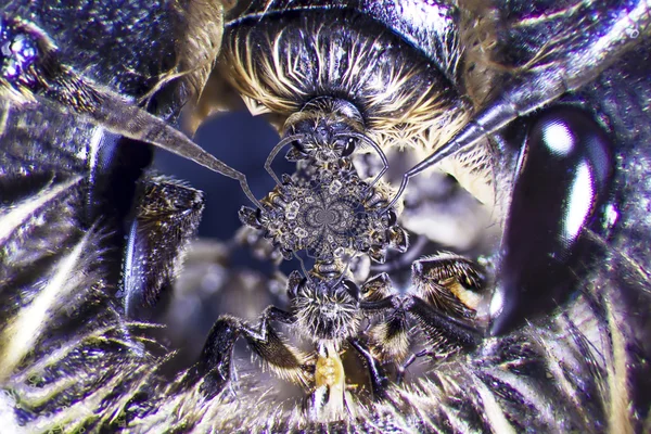 Mikrofoto einer Biene — Stockfoto