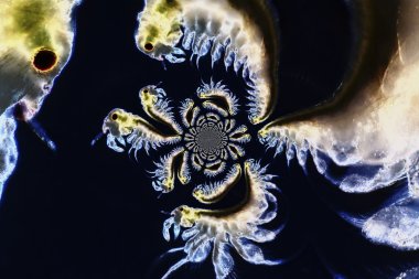 Artemia salina