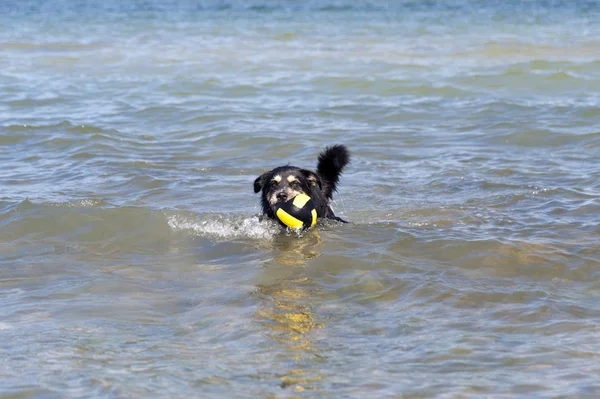 Bathing Dog Baltic Sea — Stock Photo, Image