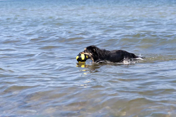 Hond Baltische Zee Zwemmen — Stockfoto