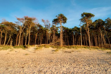 Almanya 'da Darss' ın batı sahilinde.