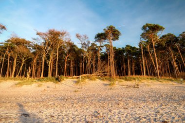 Almanya 'da Darss' ın batı sahilinde.