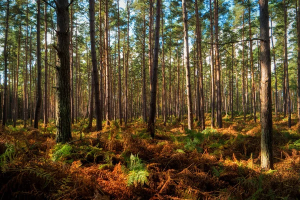 Floresta Darss Darss Alemanha — Fotografia de Stock