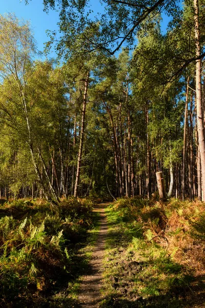 Ribnitzer Moor Nel Meclemburgo Pomerania Anteriore Germania — Foto Stock