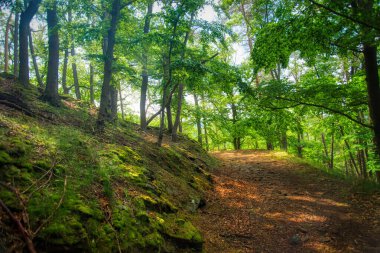 Almanya 'daki Edersee' de Kellerwald-Edersee Ulusal Parkı.