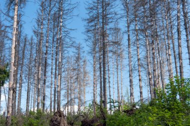 Almanya 'da Edersee' de ölü çayırları