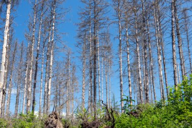 Almanya 'da Edersee' de ölü çayırları