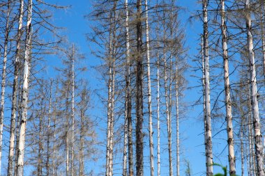 Almanya 'da Edersee' de ölü çayırları