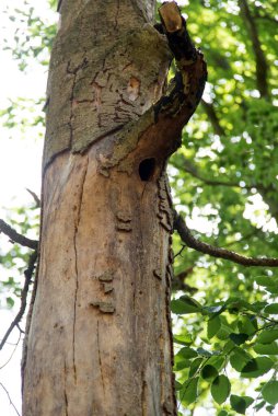 Ağaçkakan oyuğu ölü bir ağaçta