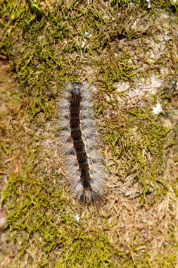Hairy caterpillar centipede on a leaf.