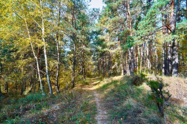 Güneşli bir günde Güzel bir yaz ormanı.