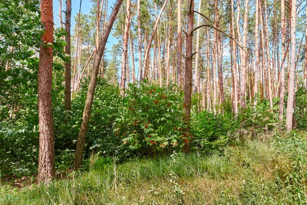 Hermoso Bosque Verano Día Soleado — Foto de Stock