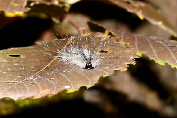 Hairy caterpillar centipede on a leaf.