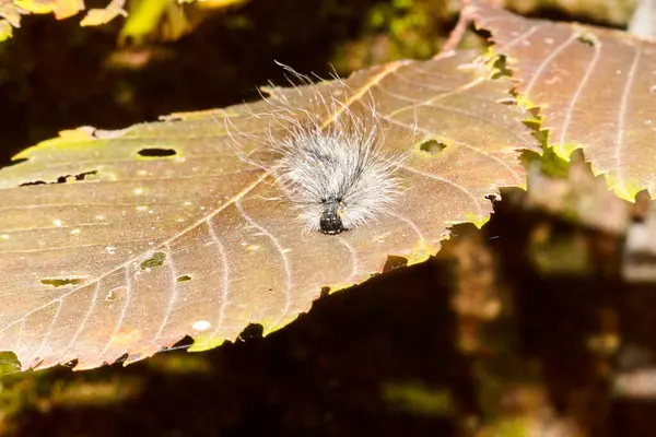 Hairy Caterpillar Centipede Leaf — Photo