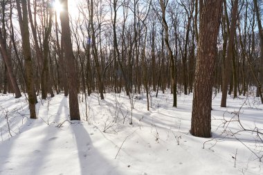 Kış ormanında karlı bir yol.