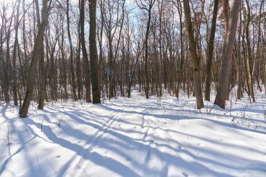 Kış ormanında karlı bir yol.