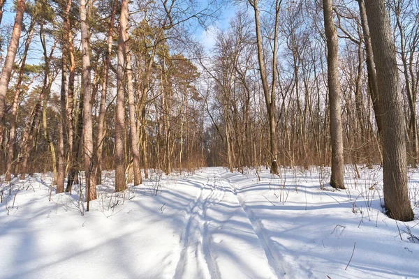 Kış ormanında karlı bir yol.