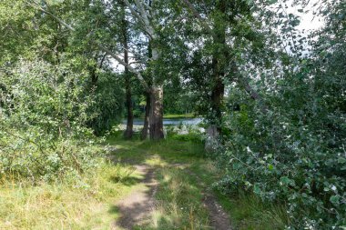 Sonbahar ormanında yol.