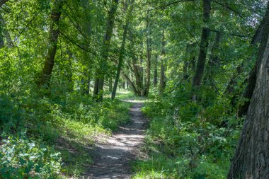 Sonbahar ormanında yol.
